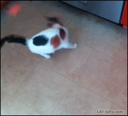 Cat chasing a red light gif